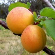 Саженец Абрикос Богатырь